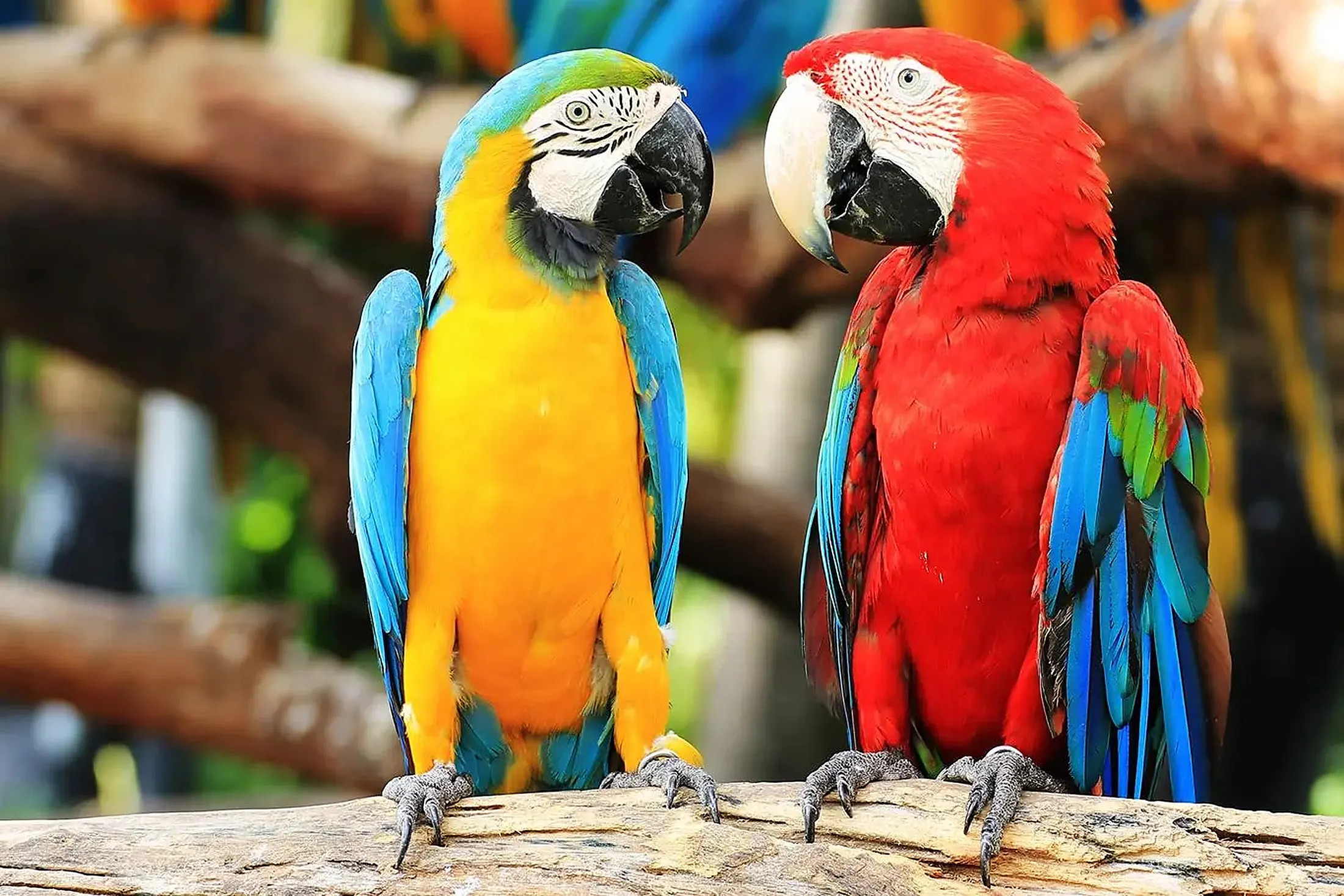 A blue-and-gold macaw and a scarlet macaw side by side