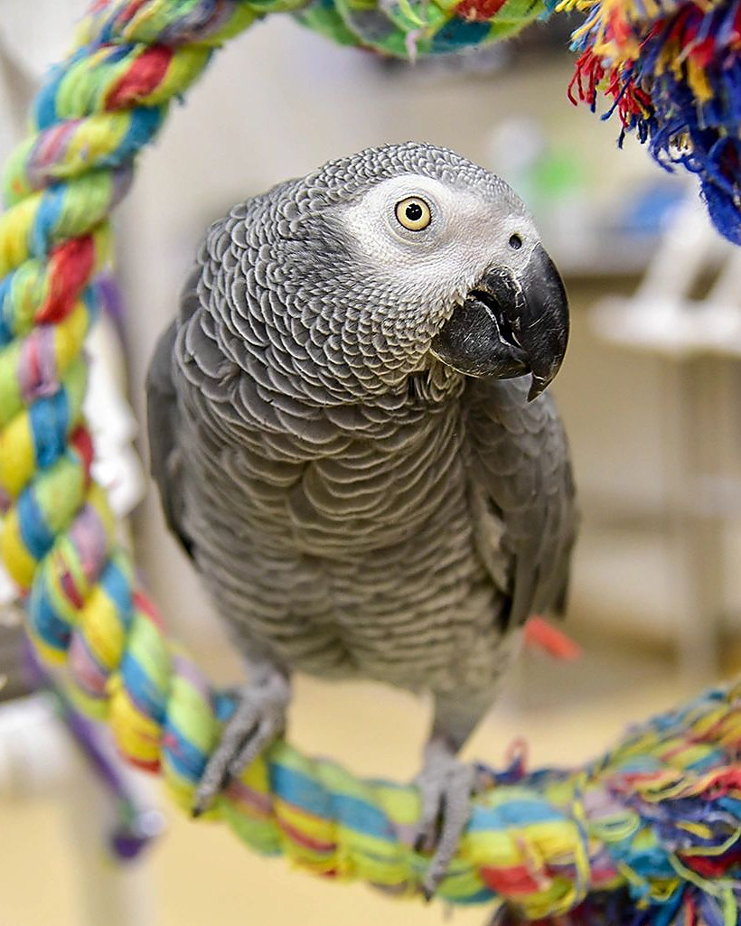An African grey parrot on a rope perch