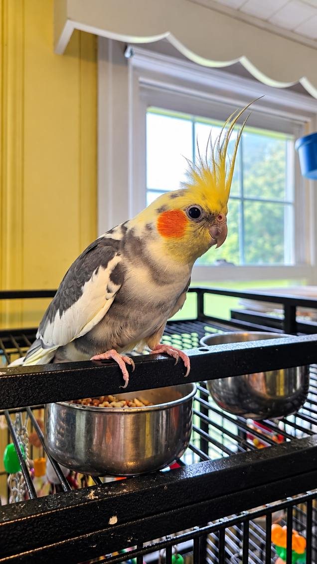 A cockatiel with a yellow crest perched by a sunny window