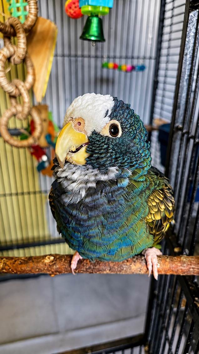 A dark green and blue parrot with a white face on a perch