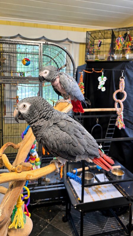 Two African grey parrots on a play stand