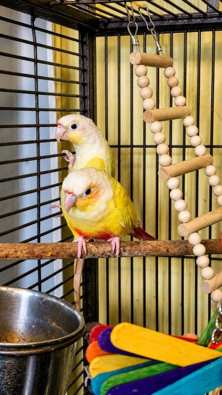 Two yellow-cheeked conures sharing a perch