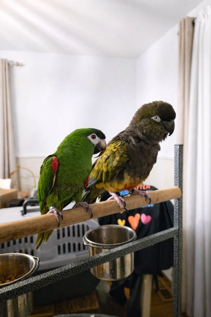 Two parrots side by side on a perch