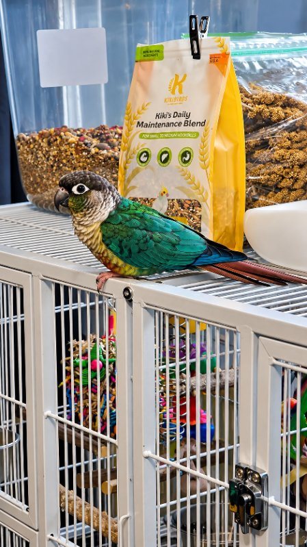 A conure on top of its cage next to its food