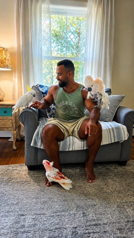 Family time in the living room with two cockatoos