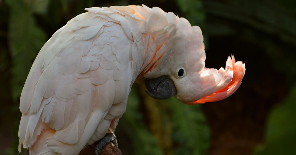 Birds for Adoption, Salisbury MD | Mid Atlantic Bird Rescue