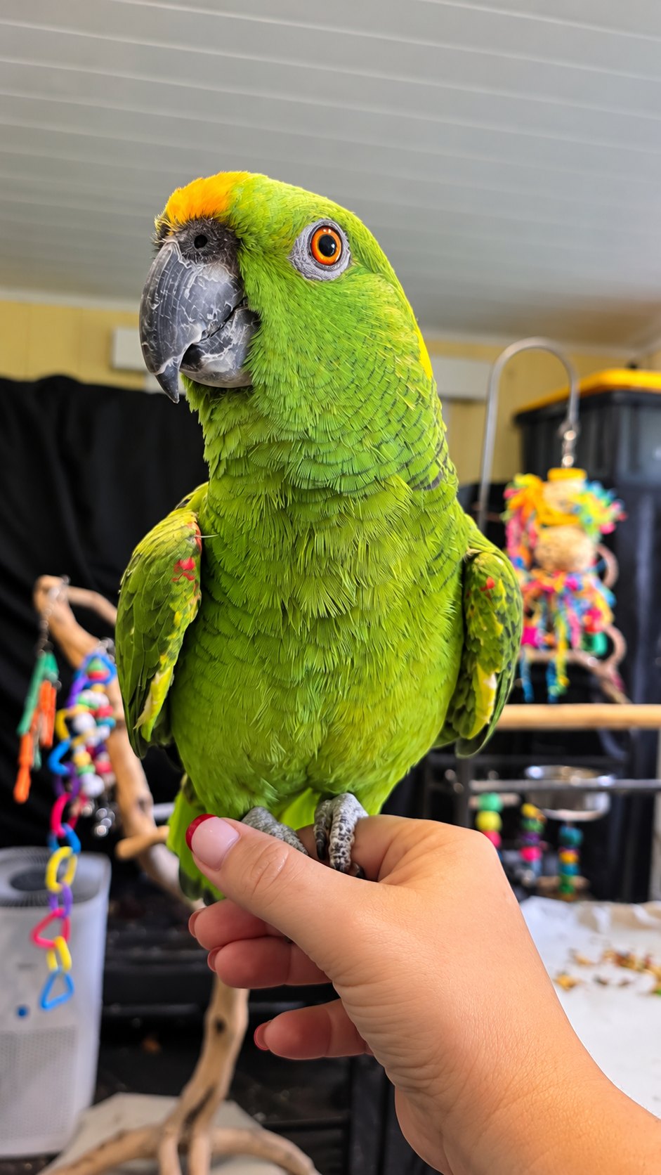 Georgia, Yellow Naped Amazon