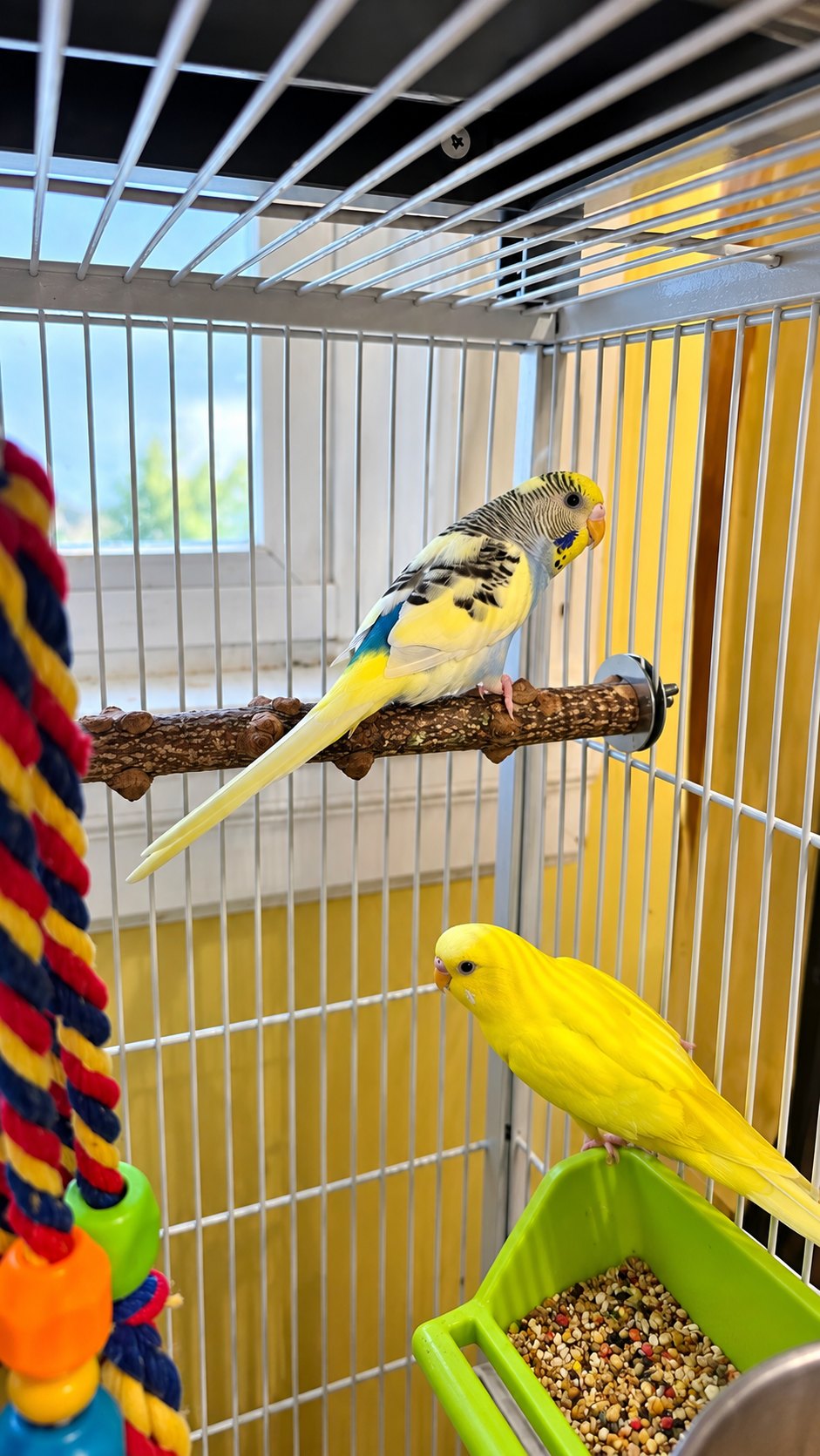 Sunny & Summer, Budgies, available for adoption