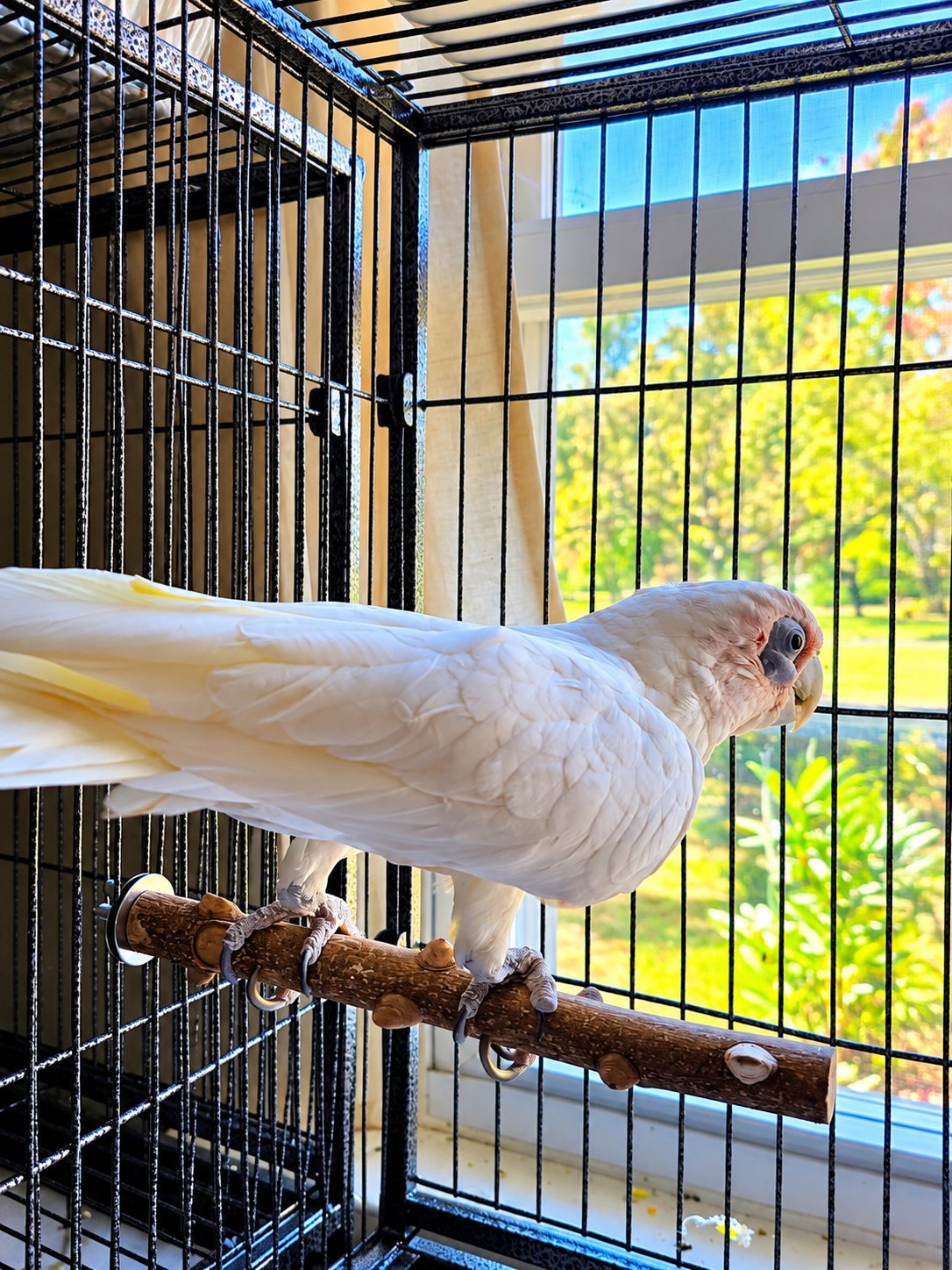 Hair Gel, Bare Eyed Cockatoo, available for adoption