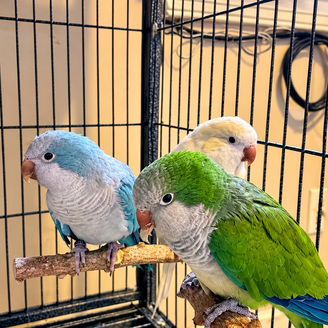 4 Quakers, Quakers, available for adoption