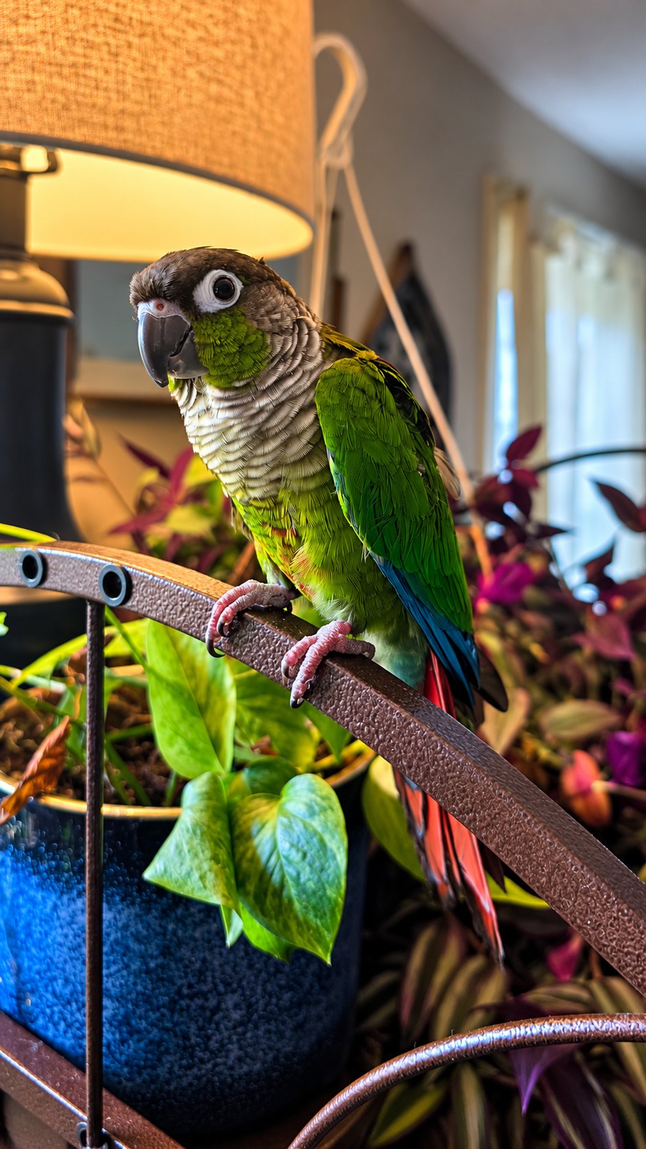 Peatrie, Green Cheek Conure, available for adoption