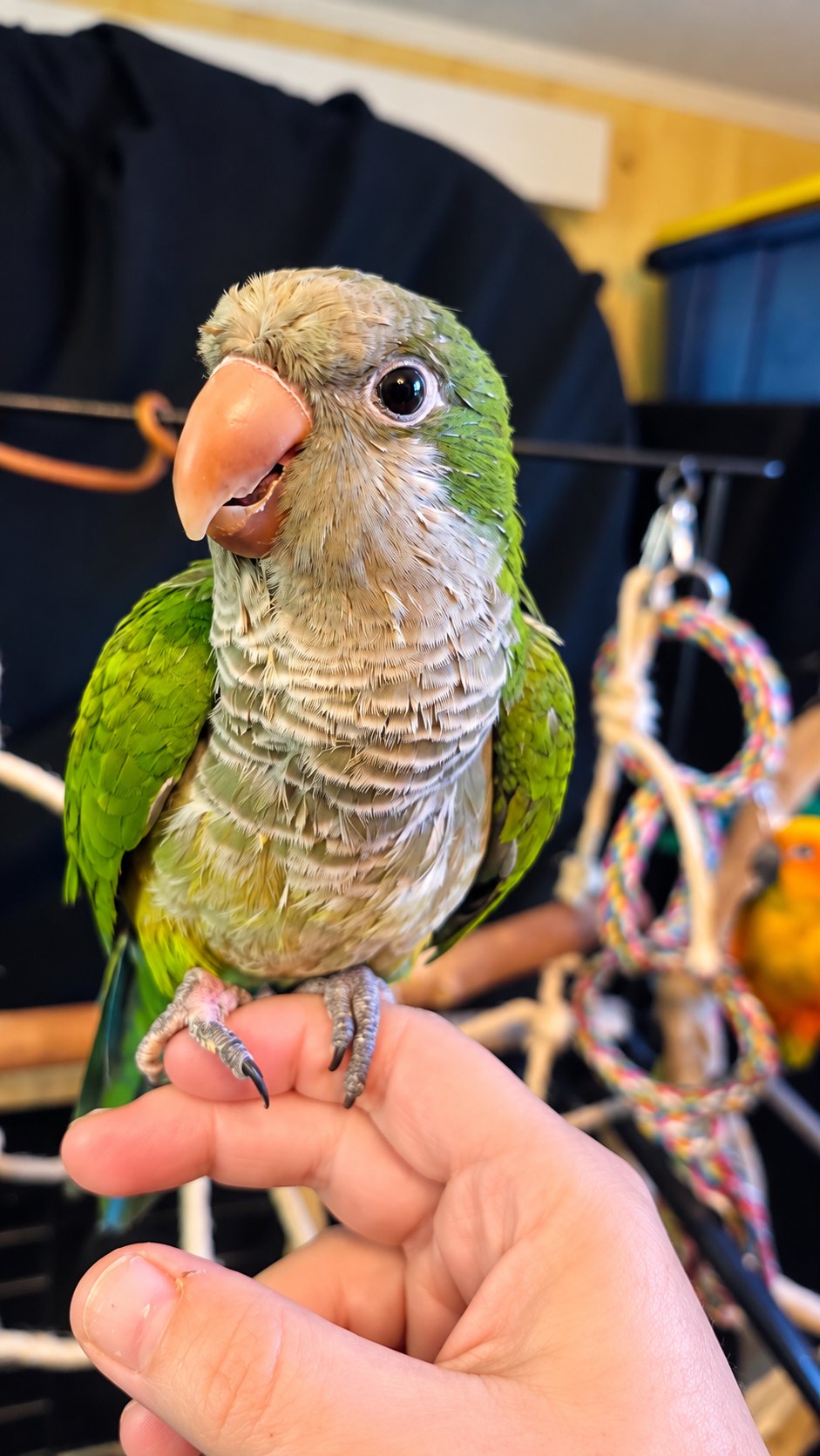 Willow, Quaker, available for adoption