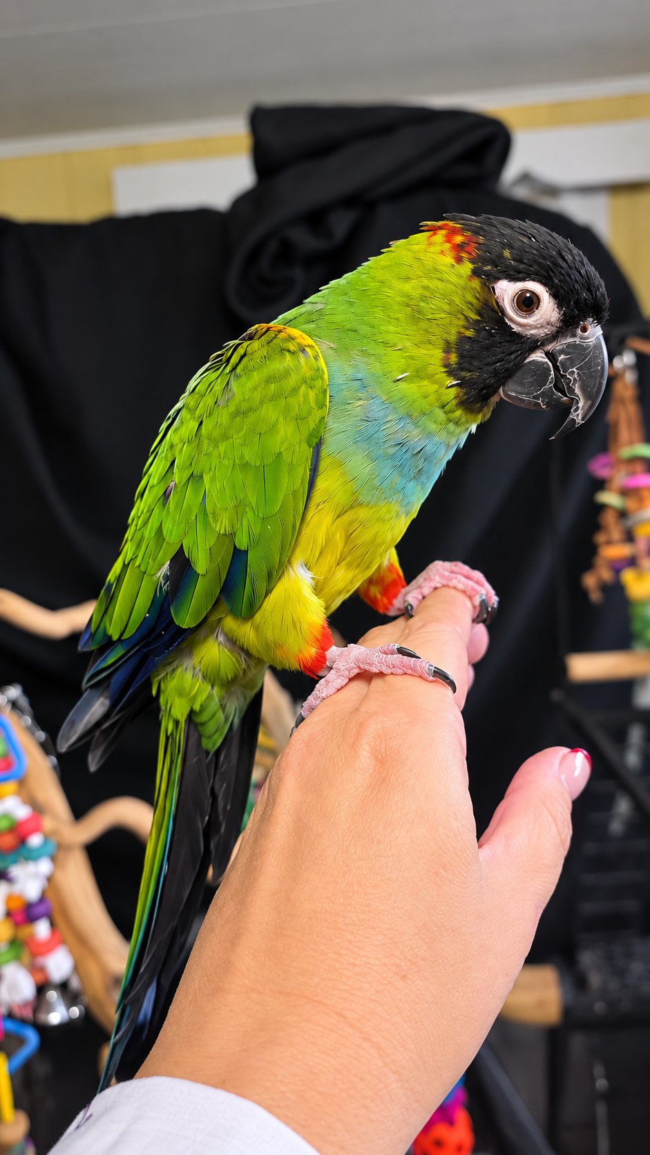 Kooksie, Nanday Conure