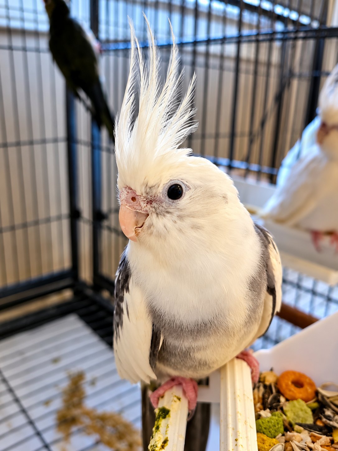 4 cocktiels, Young Cocktiels, available for adoption