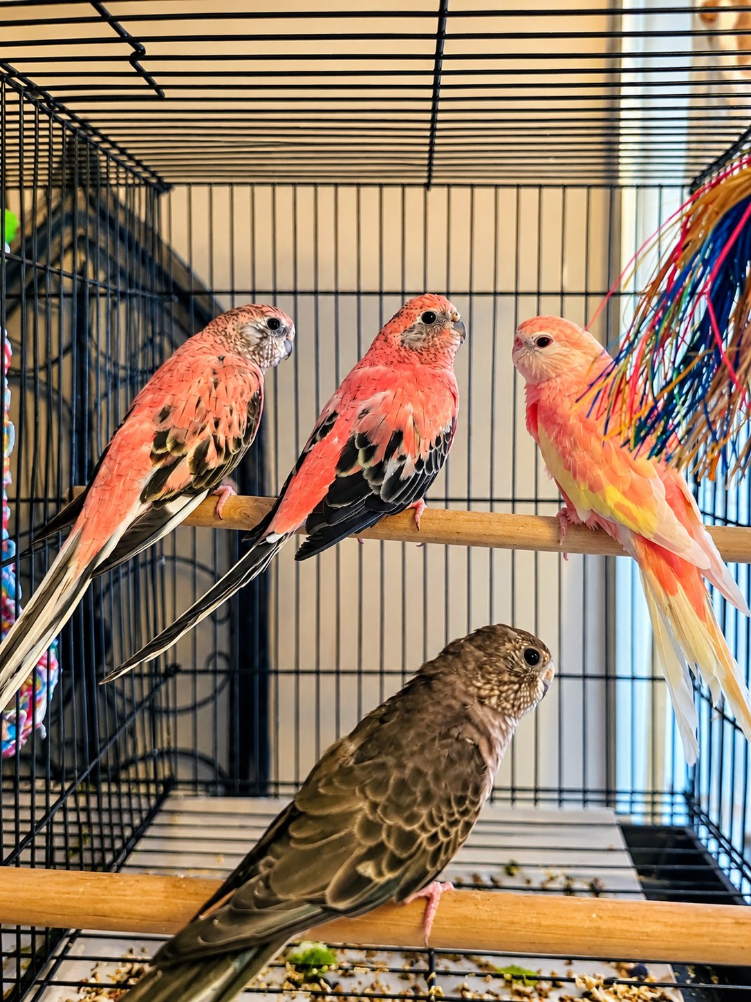 4 Rose Bourkes, Bourkes, available for adoption
