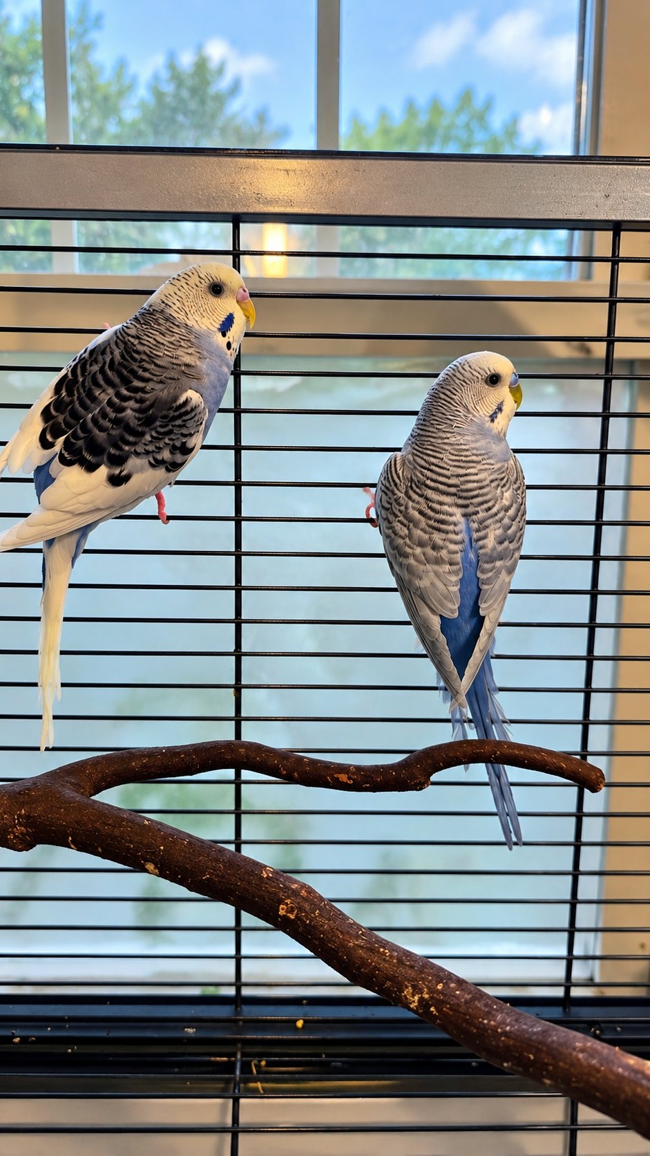 Bluey & Aqua, Budgies, available for adoption