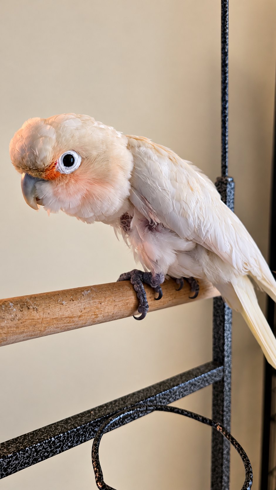 Anna, Goffin Cockatoo